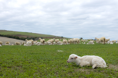 agnellino e pecore
