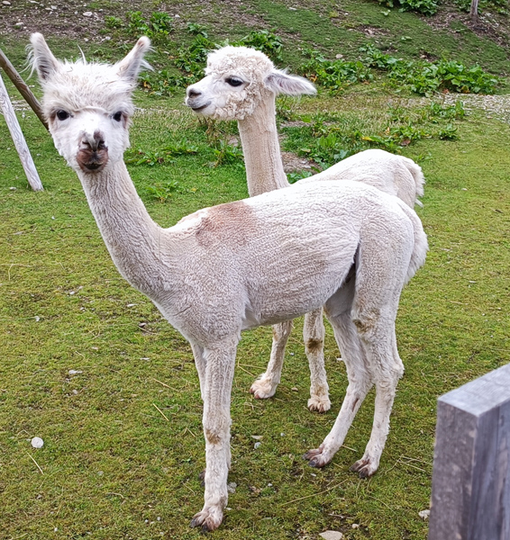 lama tosato